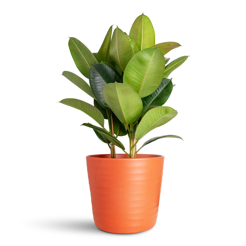 Ficus elastica Robusta In Oslo Pot Cayenne