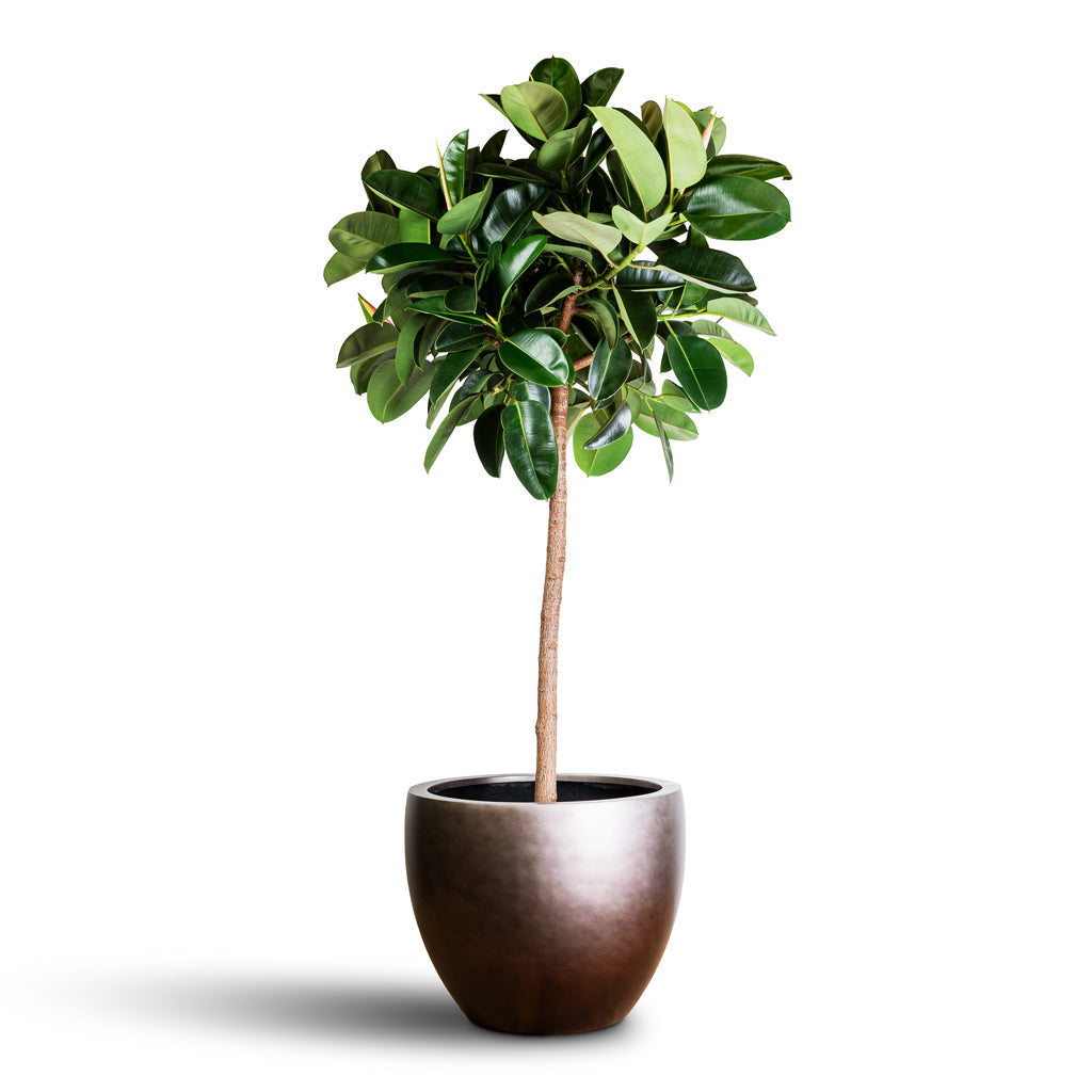 Ficus elastica Robusta Straight Stem 45x210cm Gradient Couple Planter Matt Coffee 70x56cm
