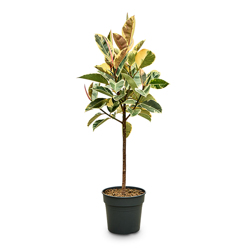 Ficus elastica Tineke Straight Stem 30x140cm house plant in Athena Mediterranean Planter Sahara Sand 40.5x33cm