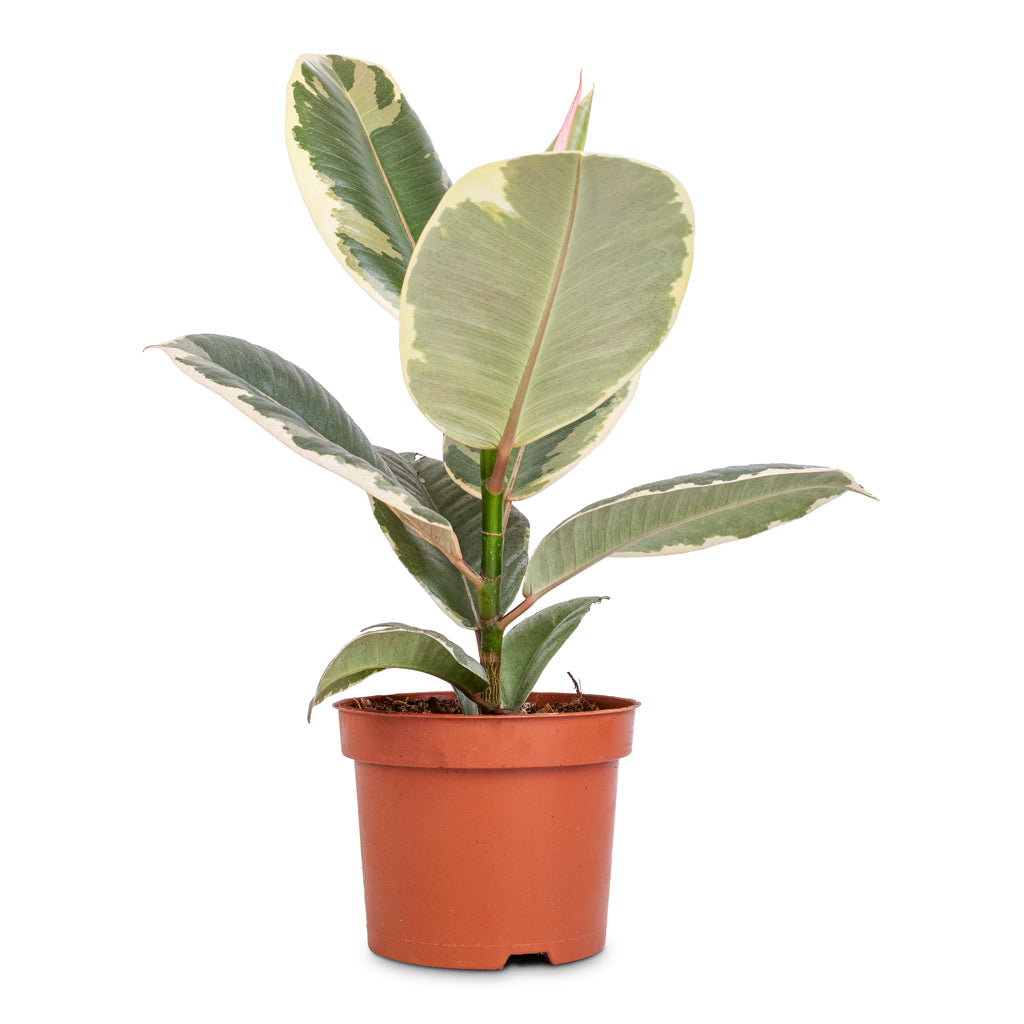 Ficus elastica Tineke - Variegated Rubber Plant - 12 x 40cm