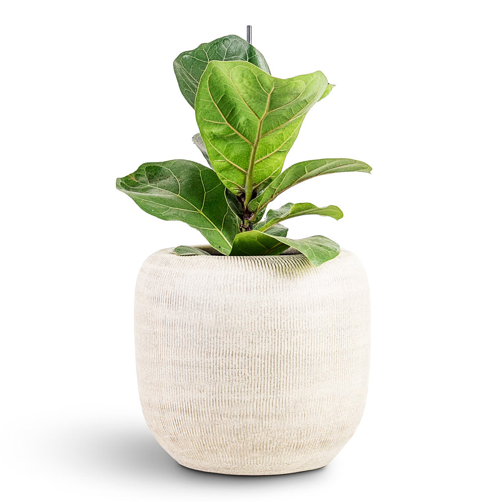 Ficus lyrata Bambino - 12x35cm 1 stem in Roxan Pot Concrete - 23x21cm