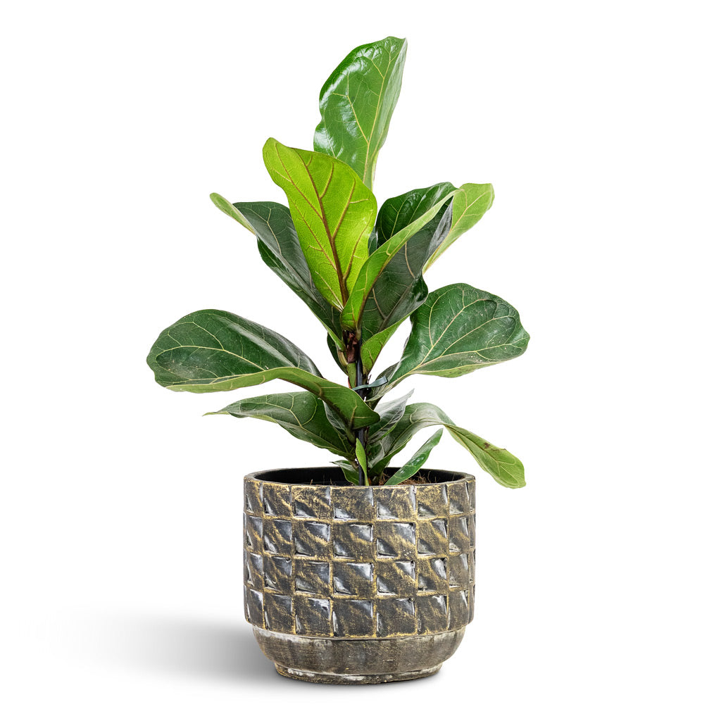 Ficus lyrata Bambino 14x35cm 1stem House Plant In Jim Pot Earth 17x14cm