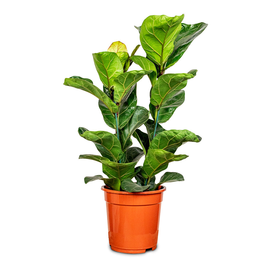 Ficus lyrata Bambino 19x80cm (2 stems)
