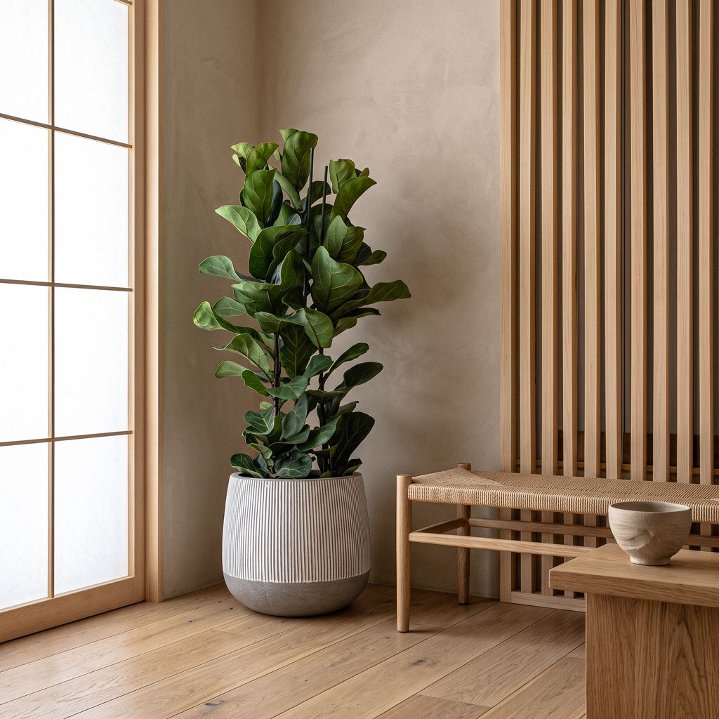 Ficus lyrata Bambino 27x120cm (3stems) House Plant In Pax Ridged Pot White Stripe 40x36cm