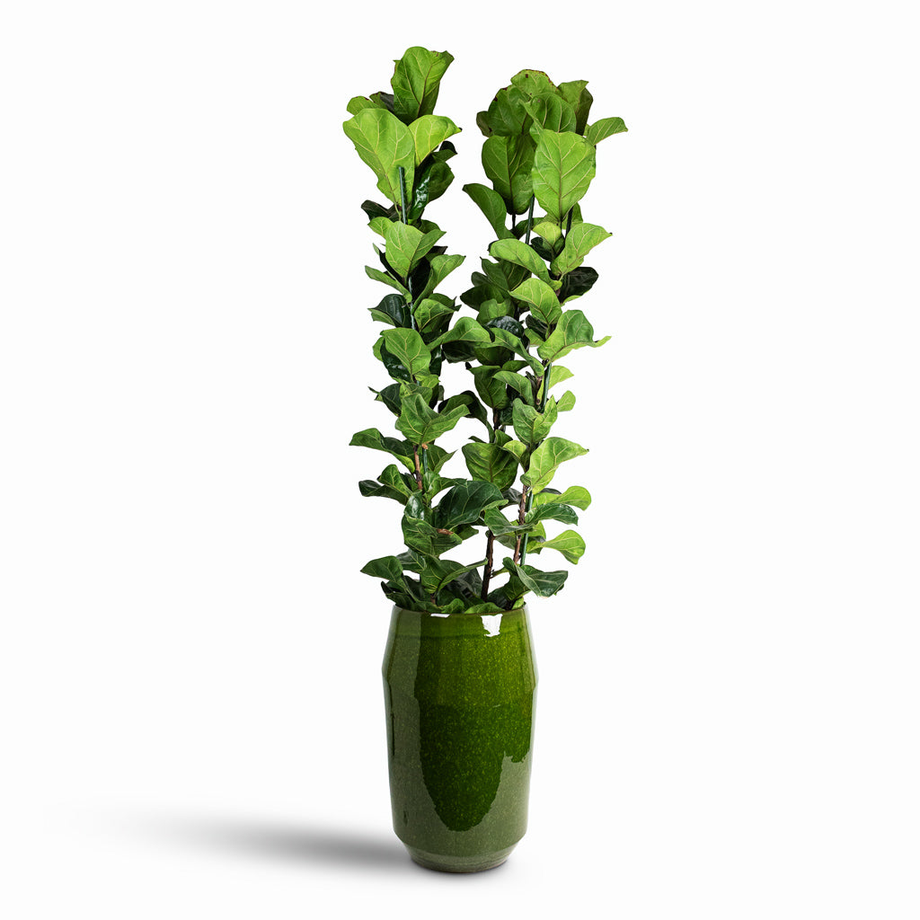 Ficus lyrata Bambino 30x160cm 3stems House Plant In Eddy Vase Pear 43x68cm