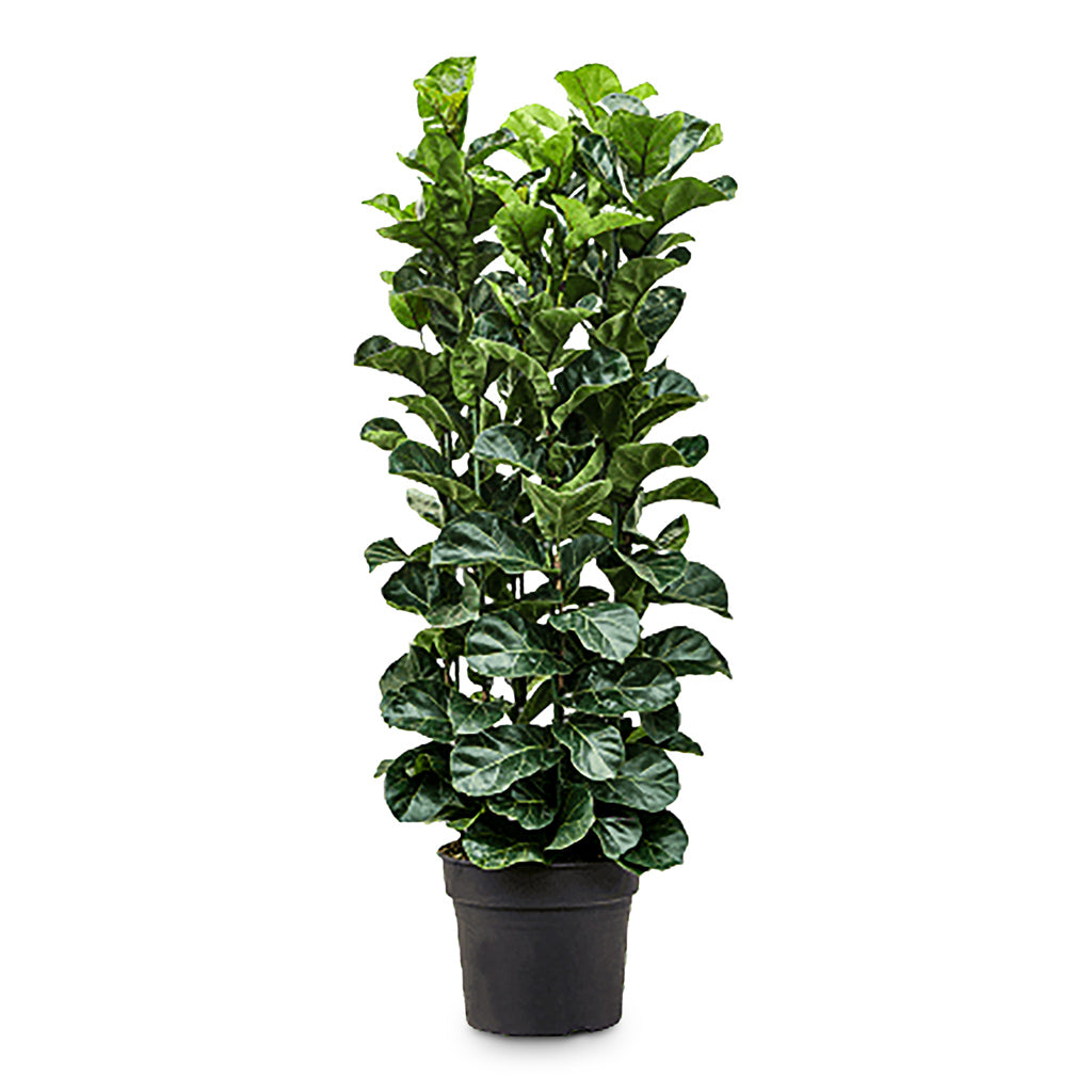 Ficus lyrata Bambino 38x160cm (4 Stems)