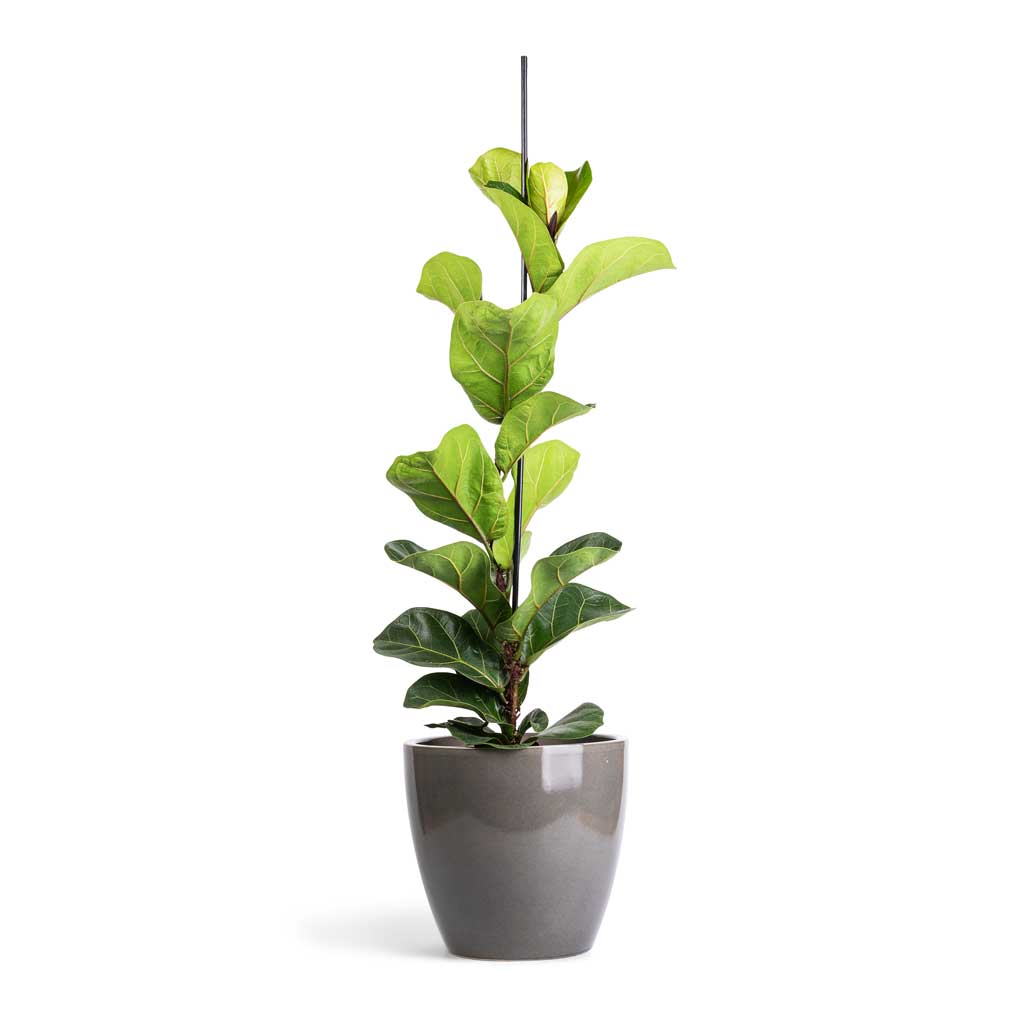Ficus lyrata Bambino - Dwarf Fiddle Leaf Fig