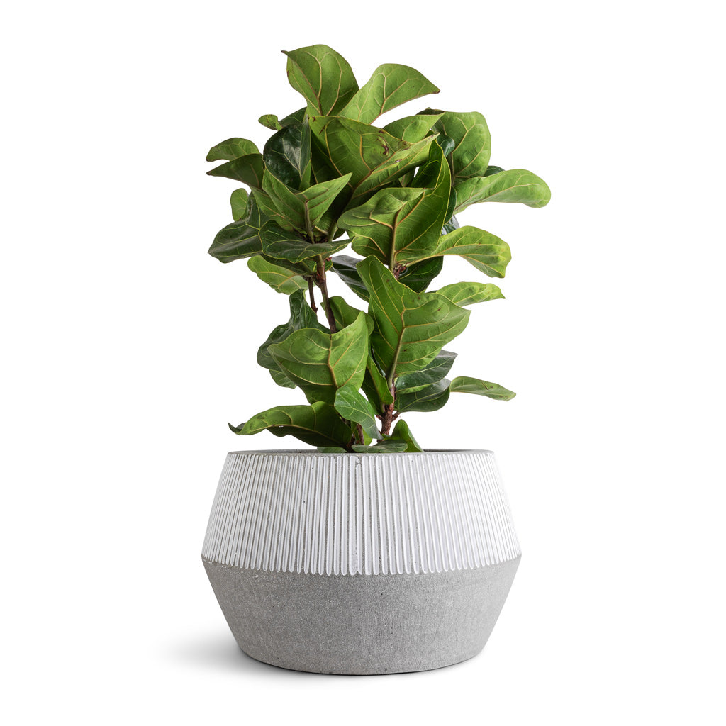 Ficus lyrata Bambino - Dwarf Fiddle Leaf Fig & Harley Plant Pot - Ridged White Stripe