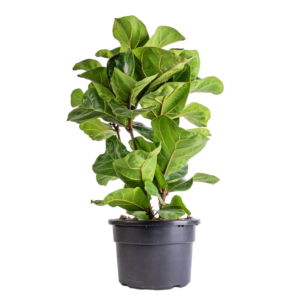 Ficus lyrata Bambino - Dwarf Fiddle Leaf Fig - 21 x 80cm (3 stems)