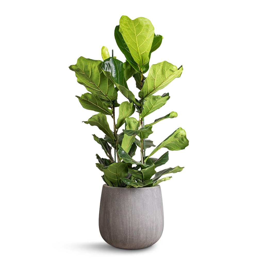 Pax Planter - Ridged Dark Grey - 55 x 48.5cm