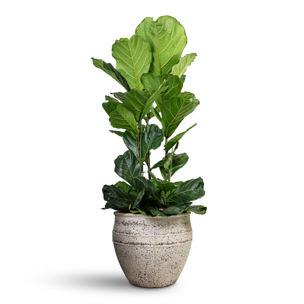 Ficus lyrata Fiddle Leaf Fig Straight Stem - 30x150cm &amp; Athena Mediterranean Planter Chalk White - 53.5x45cm