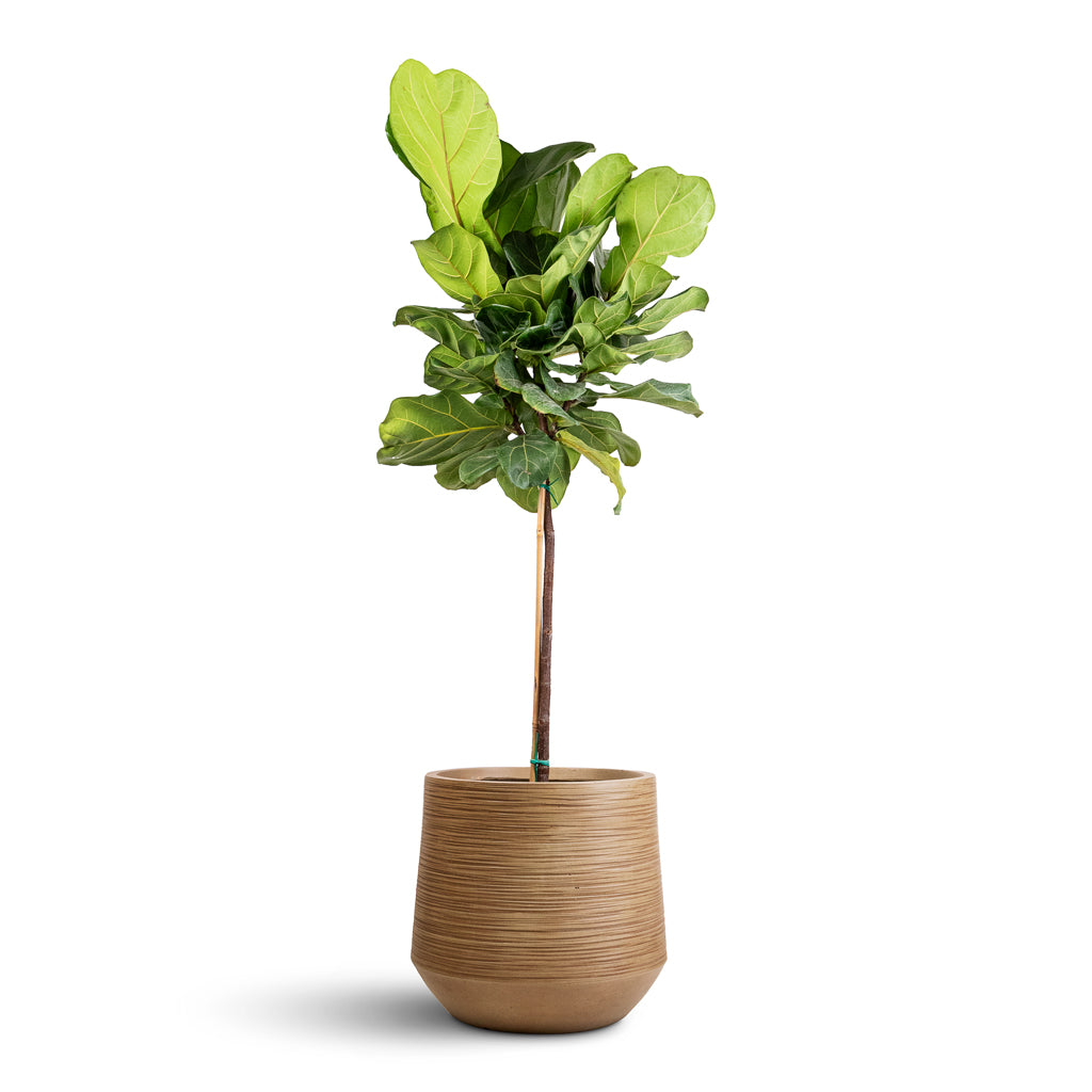 Ficus lyrata - Fiddle Leaf Fig - Straight Stem & Dune Darcy Planter - Almond