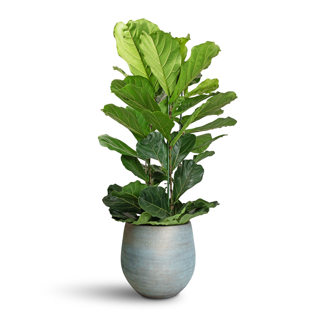 Ficus lyrata Fiddle Leaf Fig Straight Stem 30x150cm & Ryan Plant Pot Blue Gold - 42x38cm