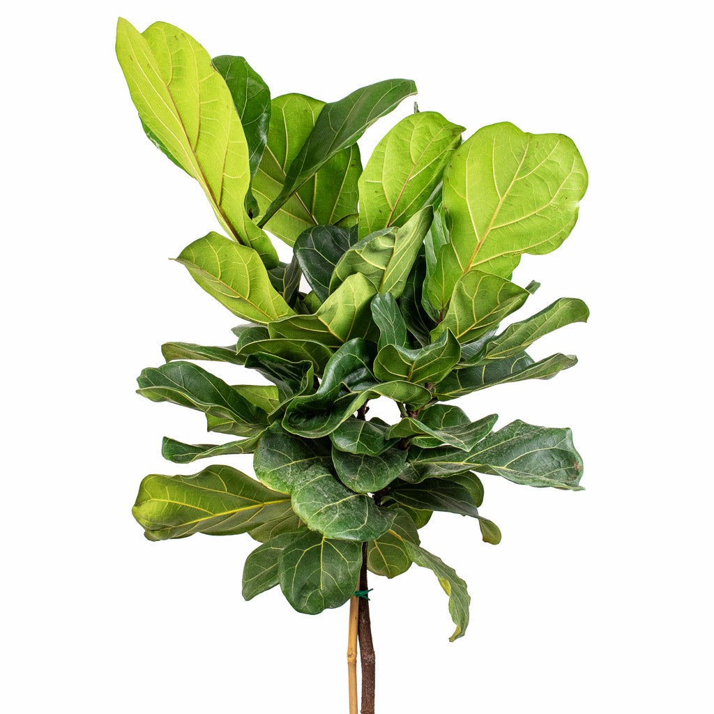 Ficus lyrata Fiddle Leaf Fig Straight Stem - 30x150cm & Hera Mediterranean Planter Chalk White - 51x74cm