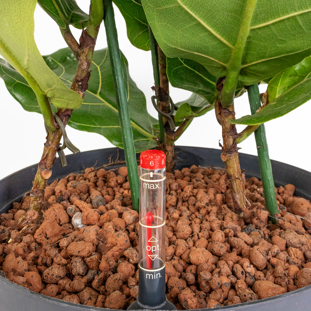 Ficus lyrata - HydroCare