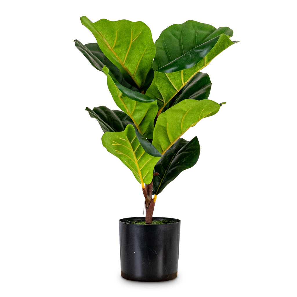 Ficus lyrata Mini Fiddle Leaf Fig Potted Artificial 55cm House Plant In Saar Pot Earth Cement 18x17cm