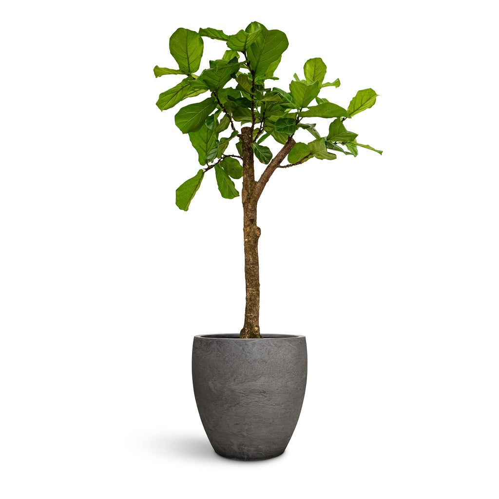 Ficus lyrata Straight Stem 38x190cm house plant in Algar Couple Planter Grey 54x54cm