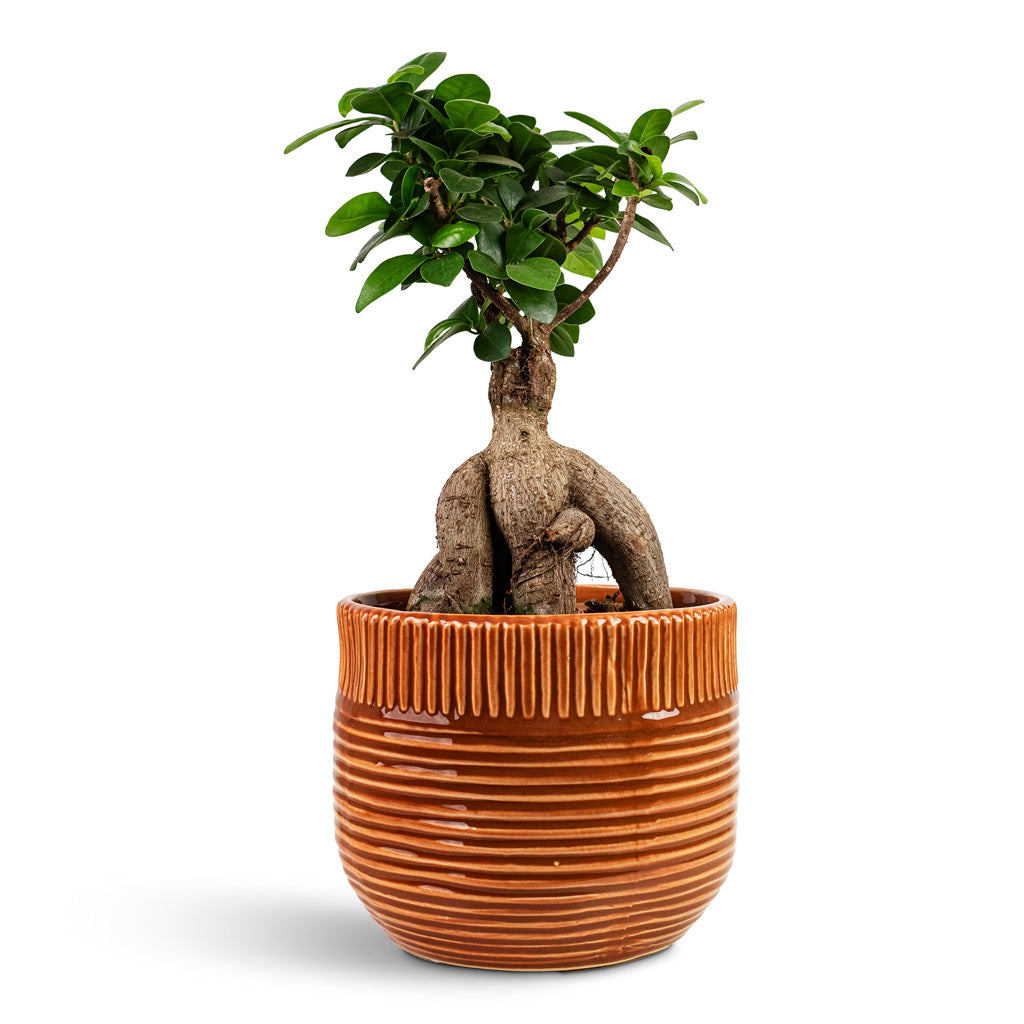 Ficus microcarpa Ginseng House Plant In Nona Pot Horizon 