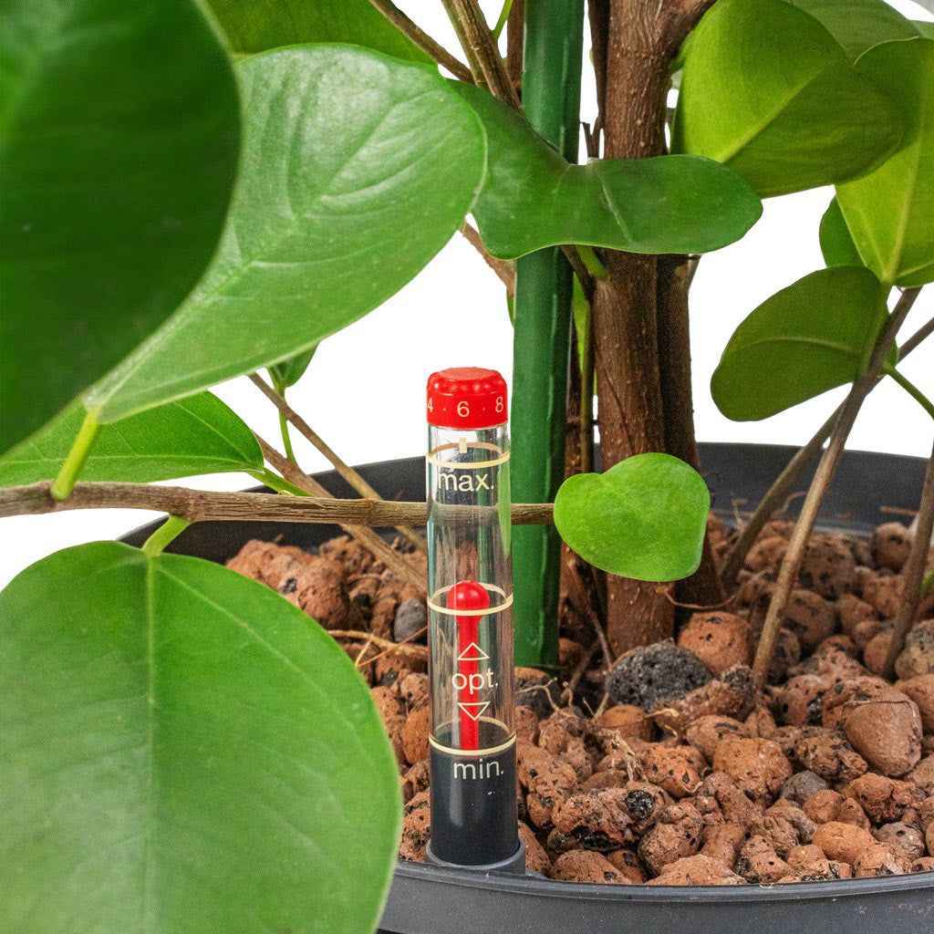 Ficus moclame Hydroculture Indoor Plant
