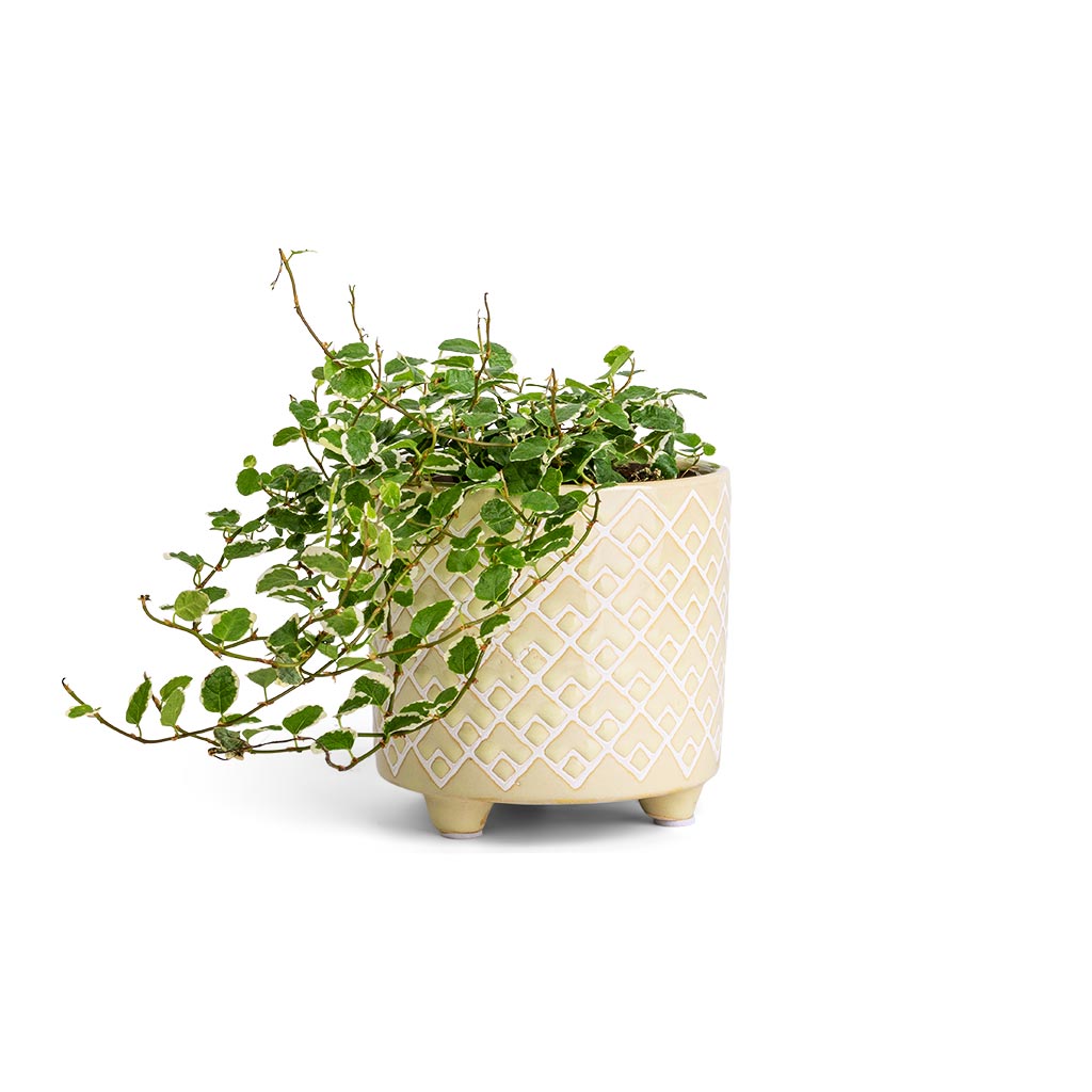 Ficus pumila White Sunny - Creeping Fig & Bilbao Plant Pot -  Pale Jade