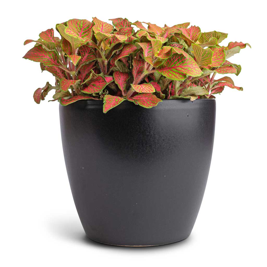 Fittonia albivenis Mosaic Skeleton - Nerve Plant & Sven Plant Pot - Black