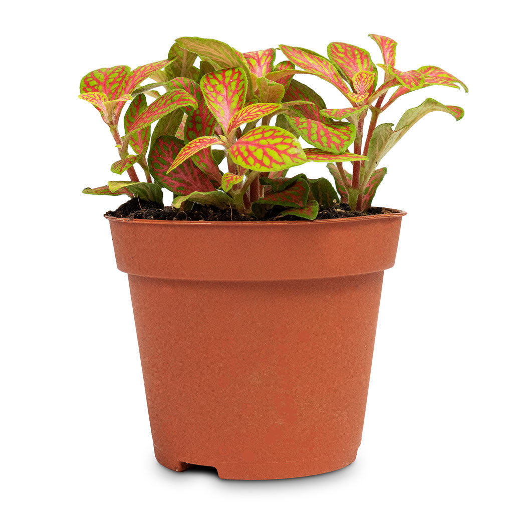 Fittonia albivenis Mosaic Skeleton Nerve Plant - 8.5x12cm