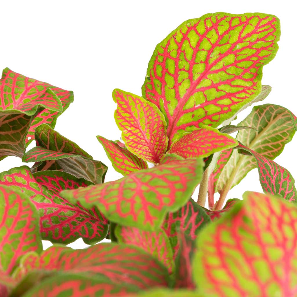 Fittonia albivenis Mosaic Skeleton Nerve Plant - 12x15cm In Odile Plant Pot Dusk Blue - 19x14cm