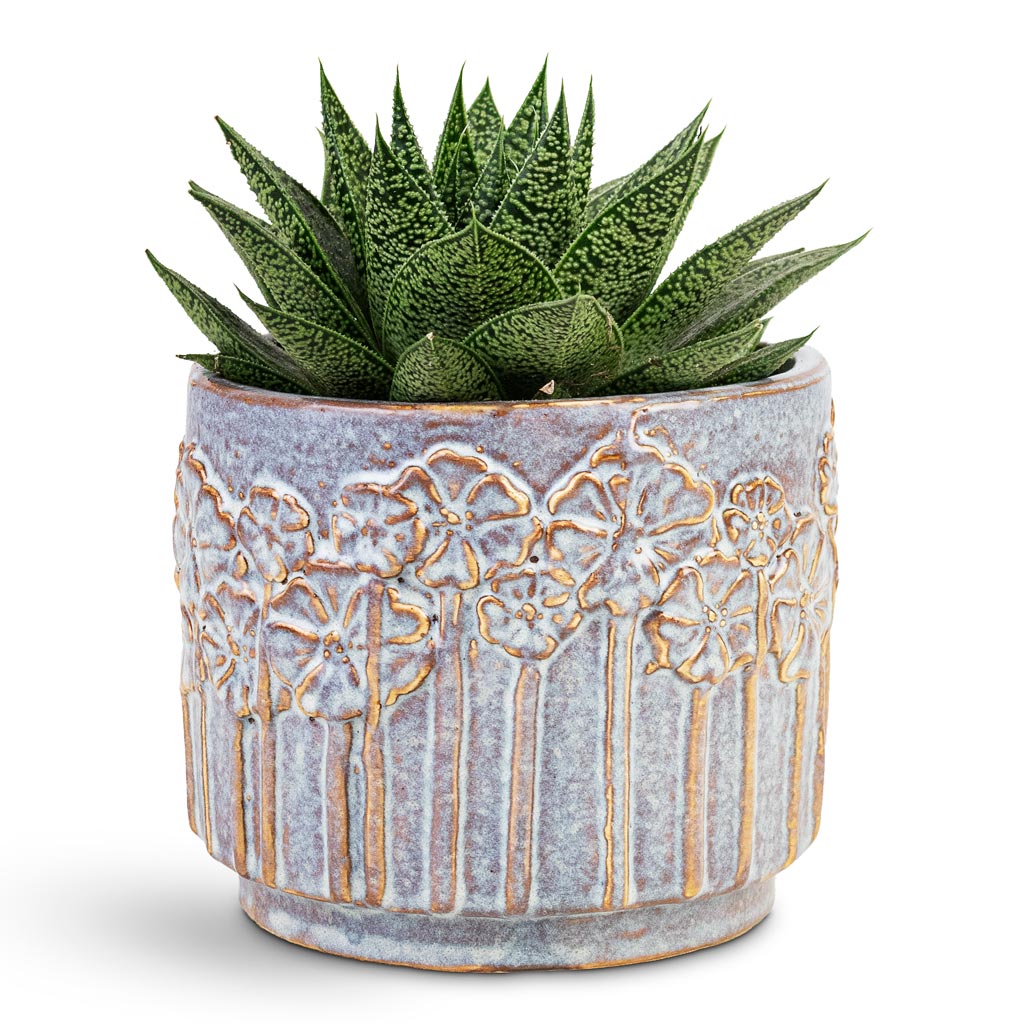Gasteria D Tiga Ox Tongue House Plant In Lilou Pot Periwinkle