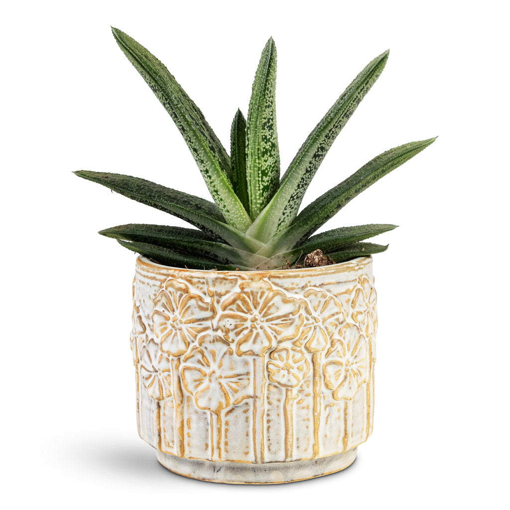 Gasteria Little Warty House Plant In Lilou Pot Ivory 