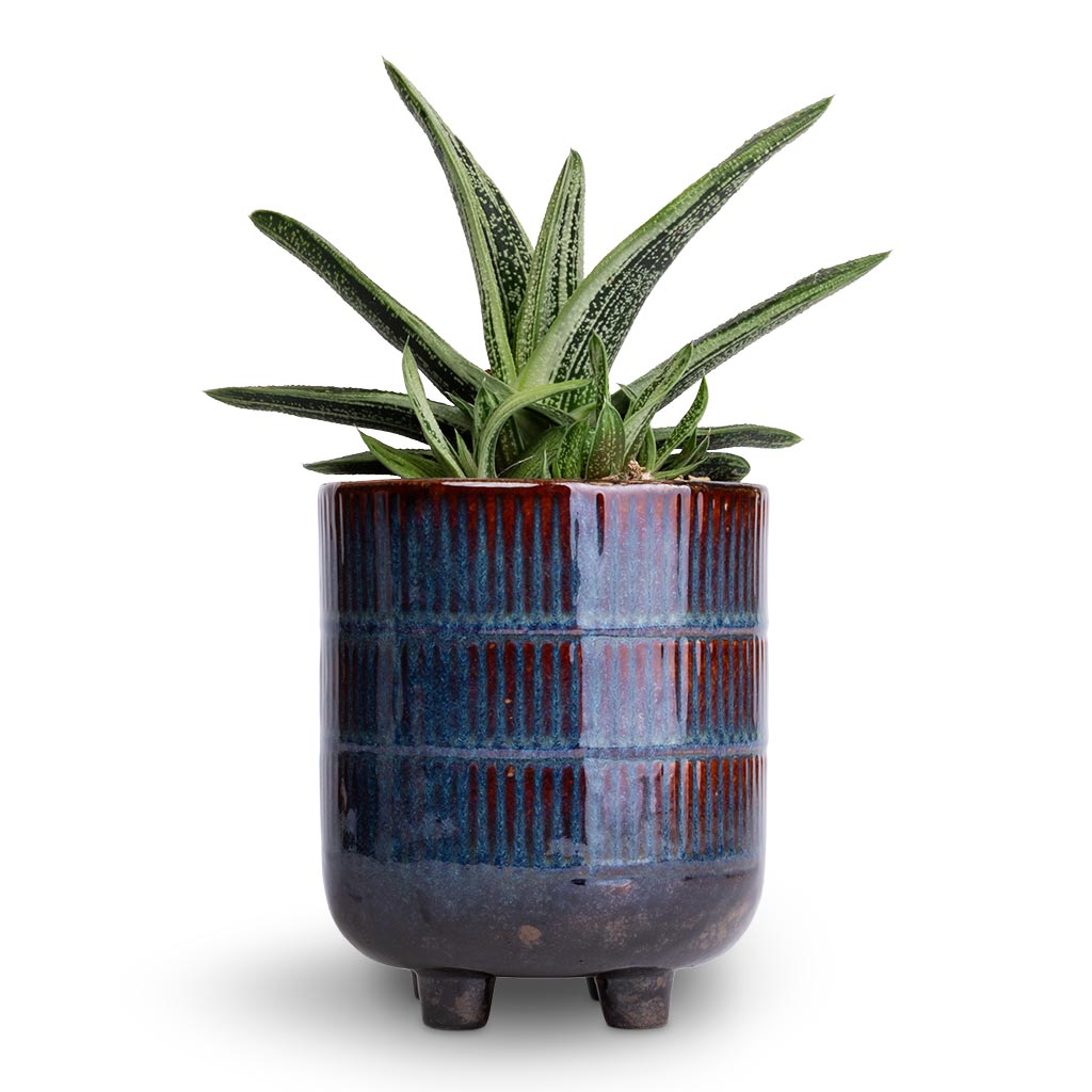 Gasteria Little Warty - Ox Tongue & Denise Plant Pot - Blue Bronze