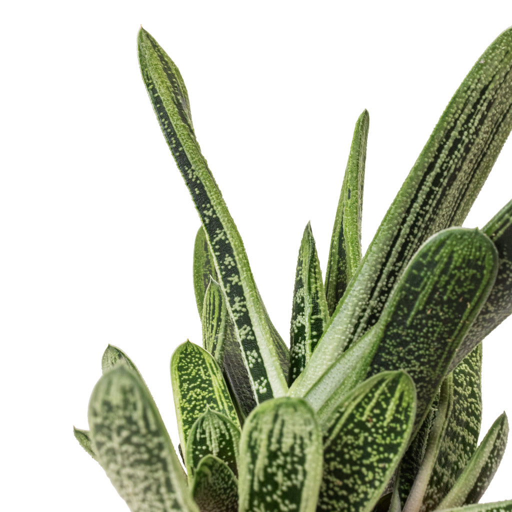 Gasteria Little Warty House Plant In Jurre Pot Soft Jade