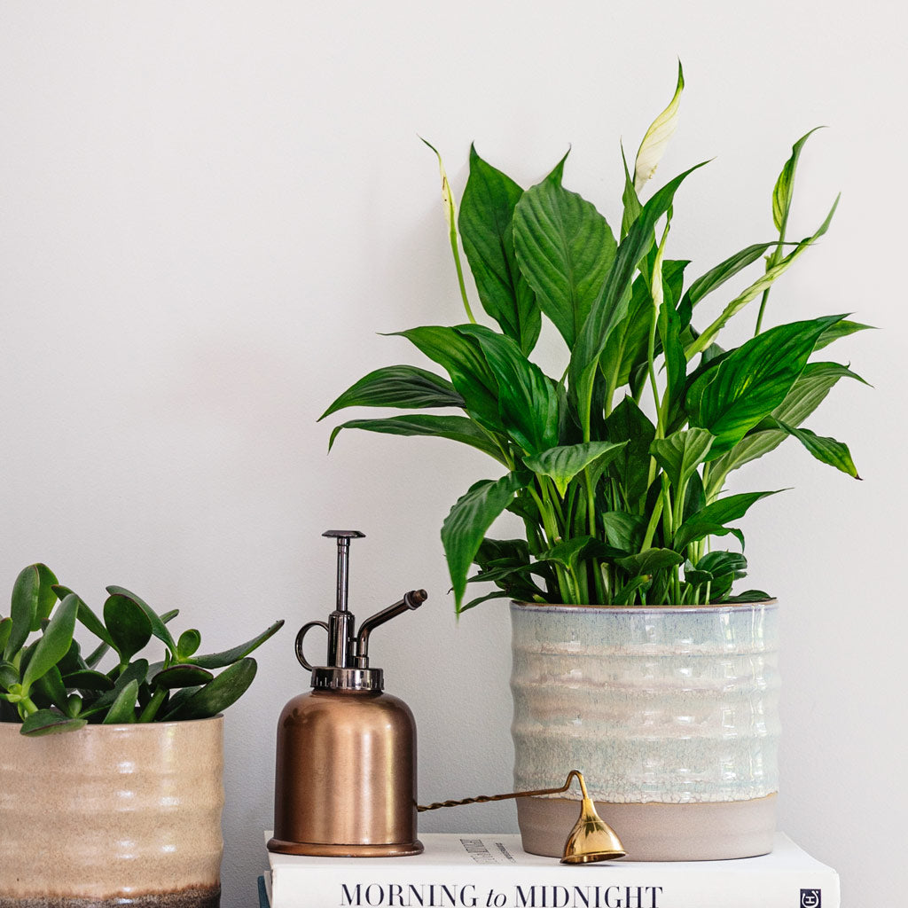 Gia Plant Pot - IceCream with Peace Lily
