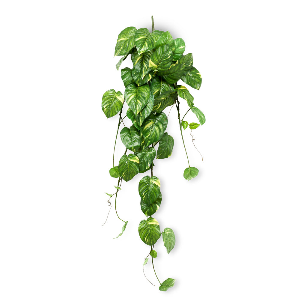 Golden Pothos Hanging Bush - 135cm