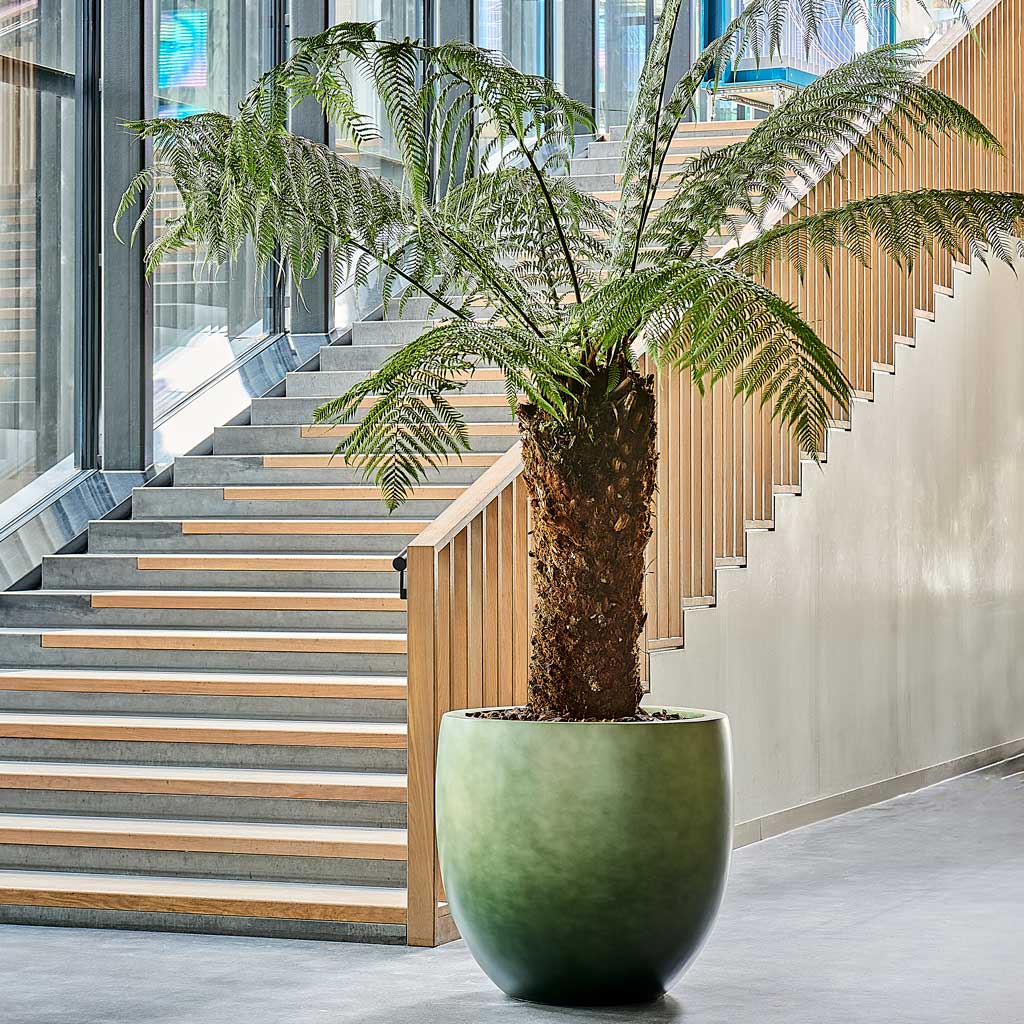 Gradient Balloon Planter - Matt Forest & Tree Fern