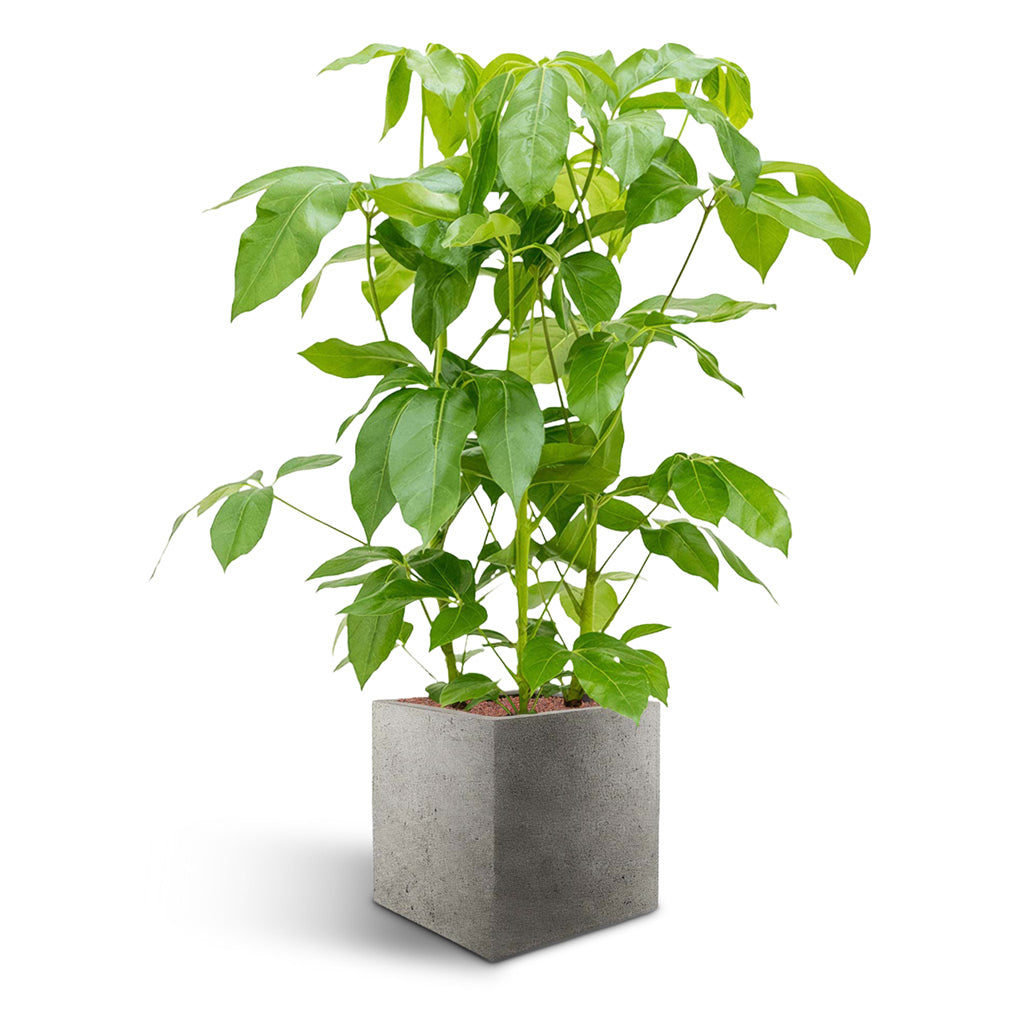 Grigio Cube Planter  - Large Plant Display