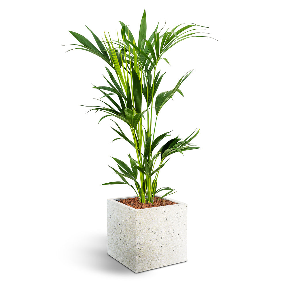 Grigio Cube Planter  - XL Plant Display