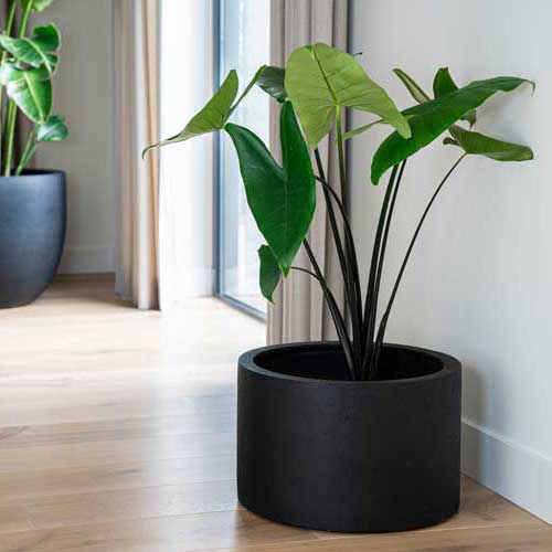 Grigio Cylinder Planter Anthracite Concrete