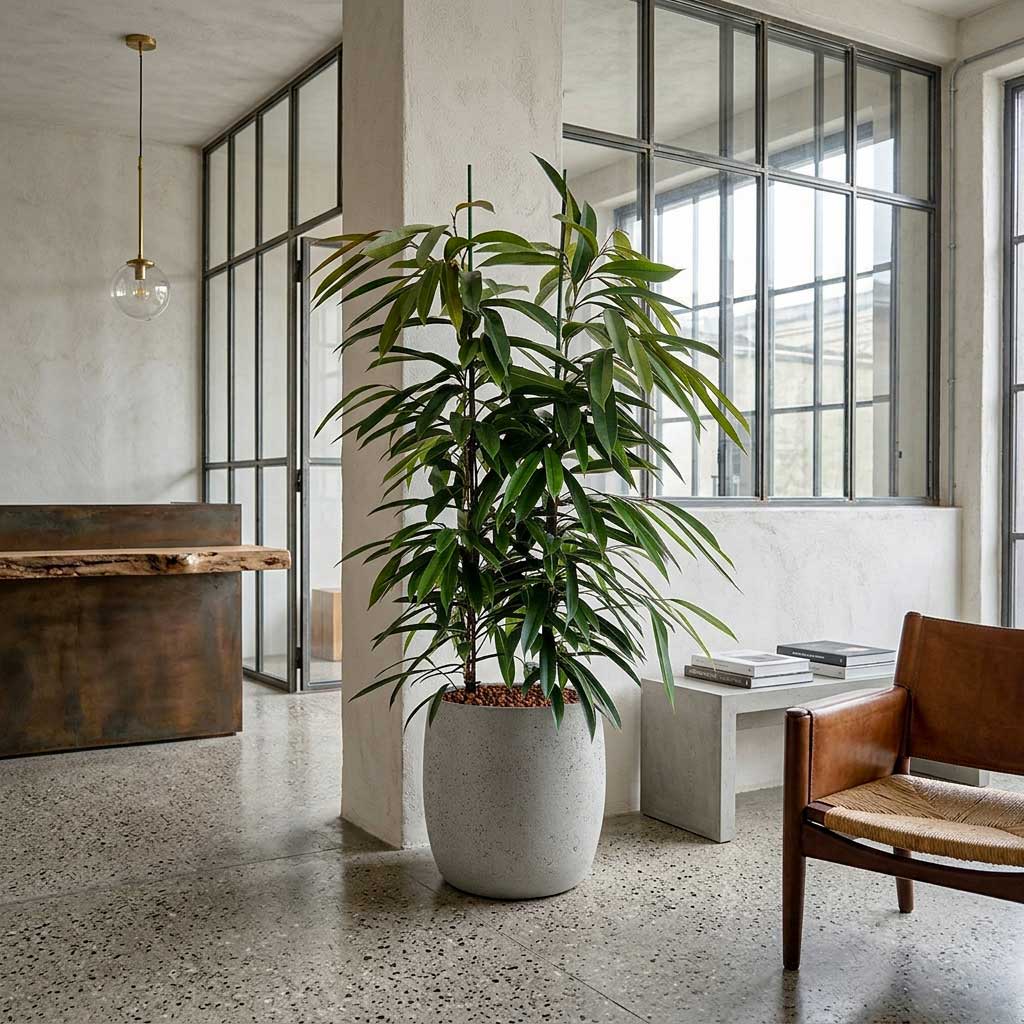 Ficus Amstel King Hydroculture Indoor Plant