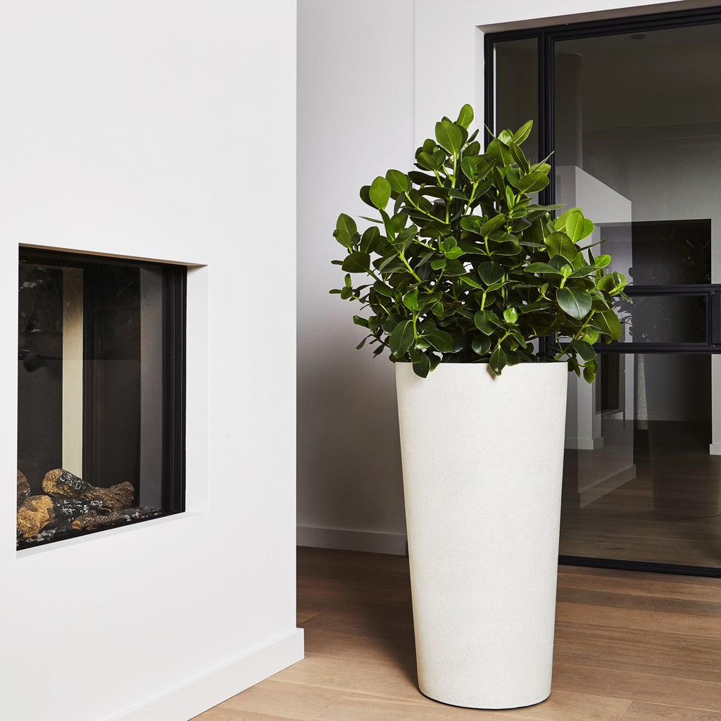 Grigio Tall Partner Planter - Antique White Concrete