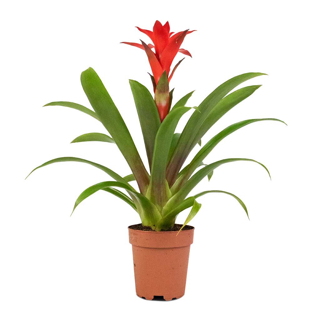 Guzmania Calypso - Starlight Red Bromeliad