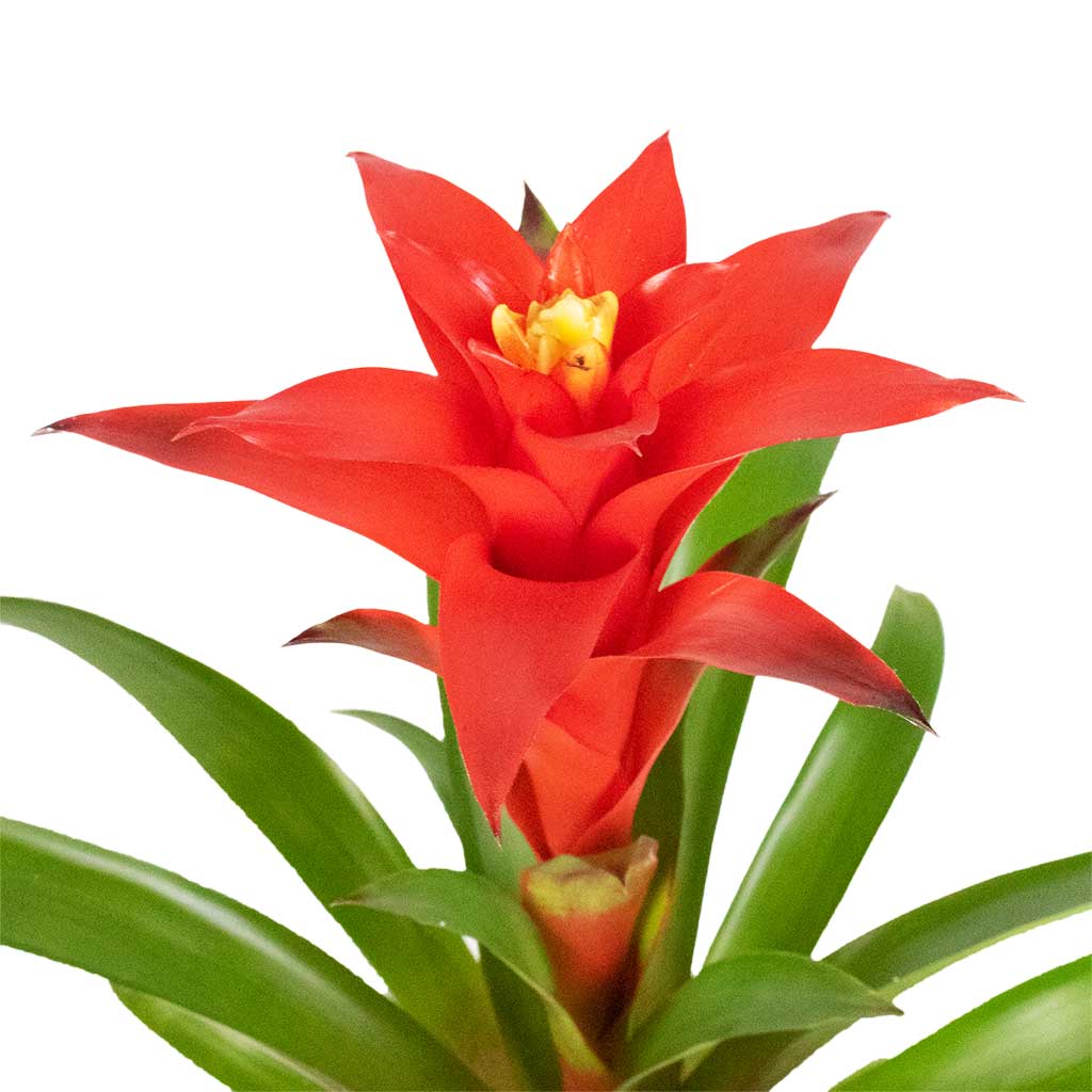 Guzmania Calypso Starlight Red In Stripe Pot Red