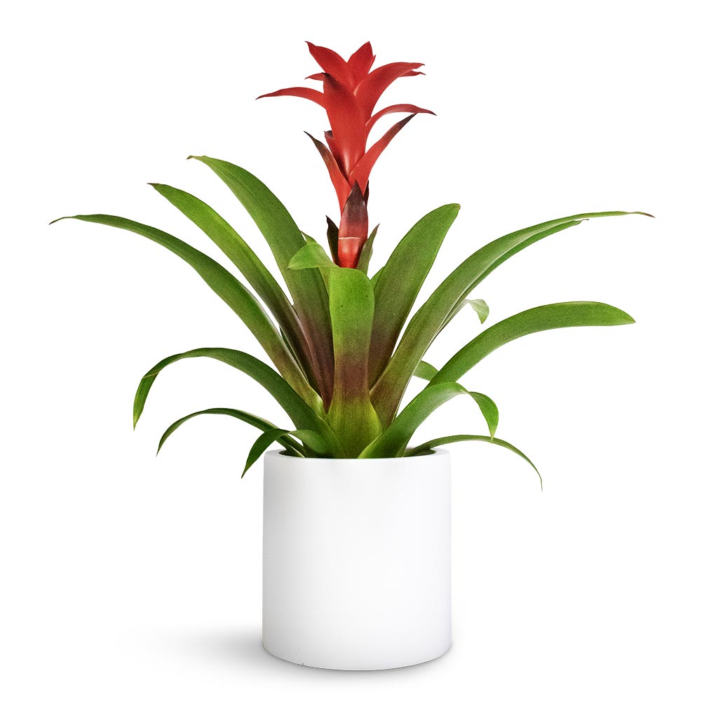 Guzmania Calypso - Starlight Red Bromeliad & Puk Planter - Matt White