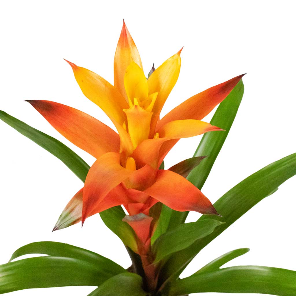 Guzmania Variada - Jazz Orange Bromeliad
