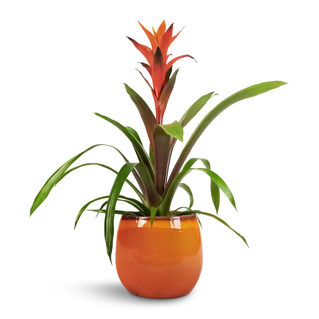 Guzmania Variada - Jazz Orange Bromeliad