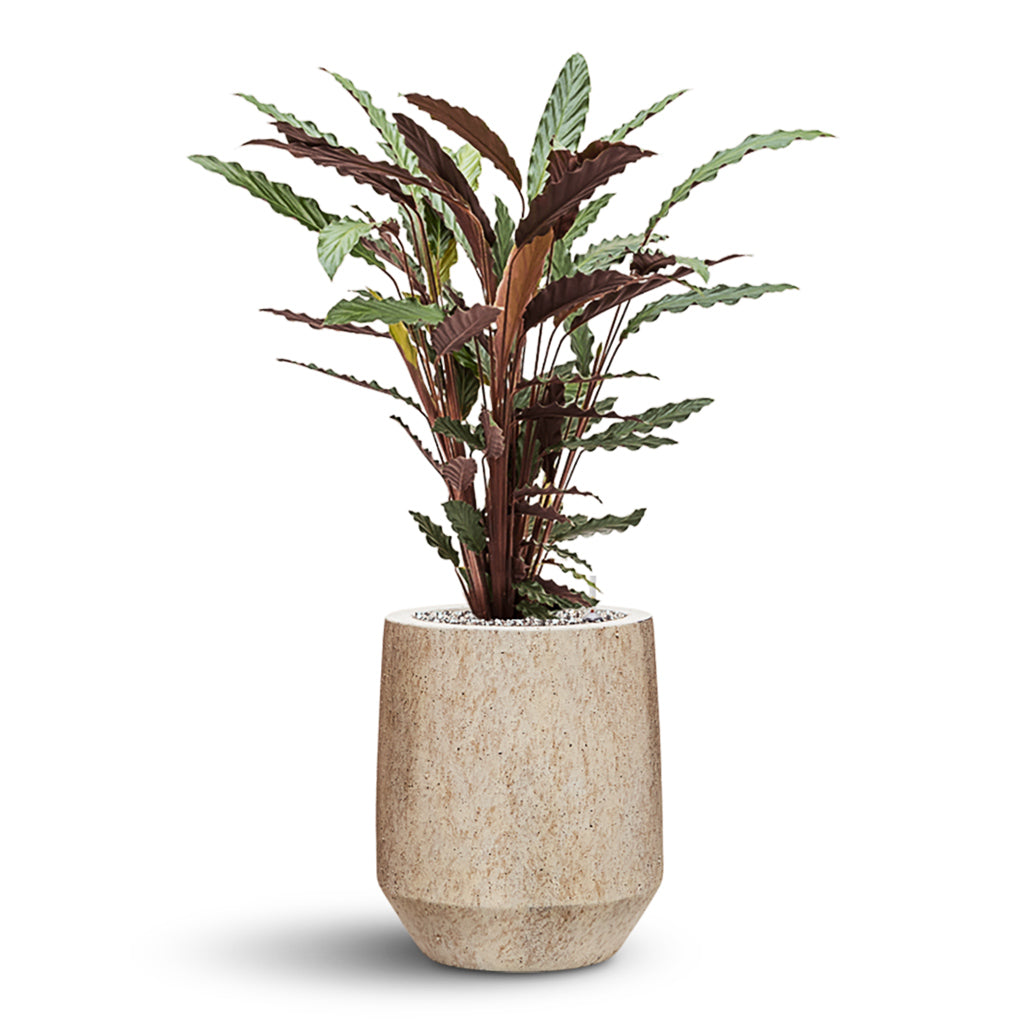 Harrith Mineral Tall Planter - Travertine & Calathea Rufibarba - Hydrocare