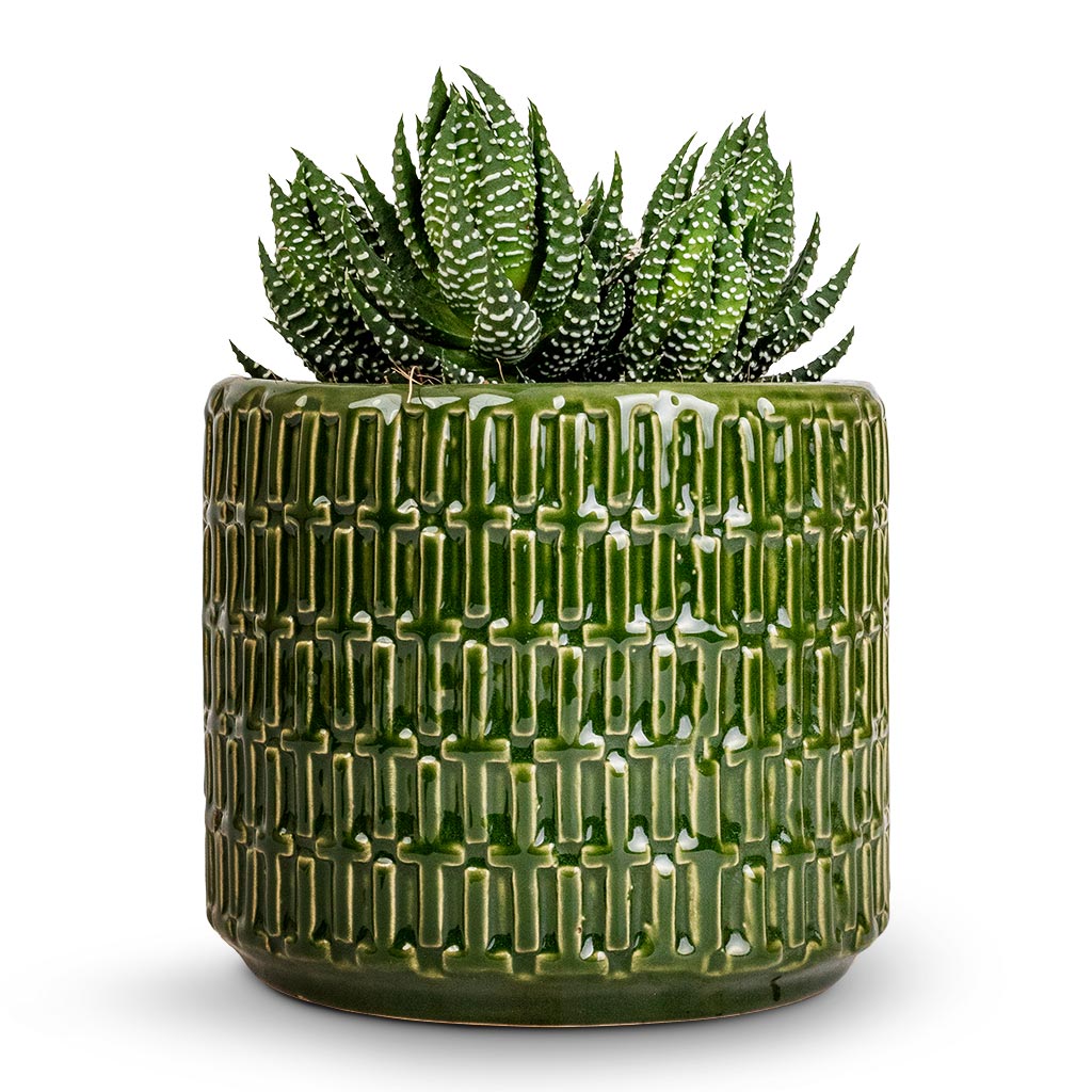 Haworthia Zebrina & Flor Plant Pot - Green