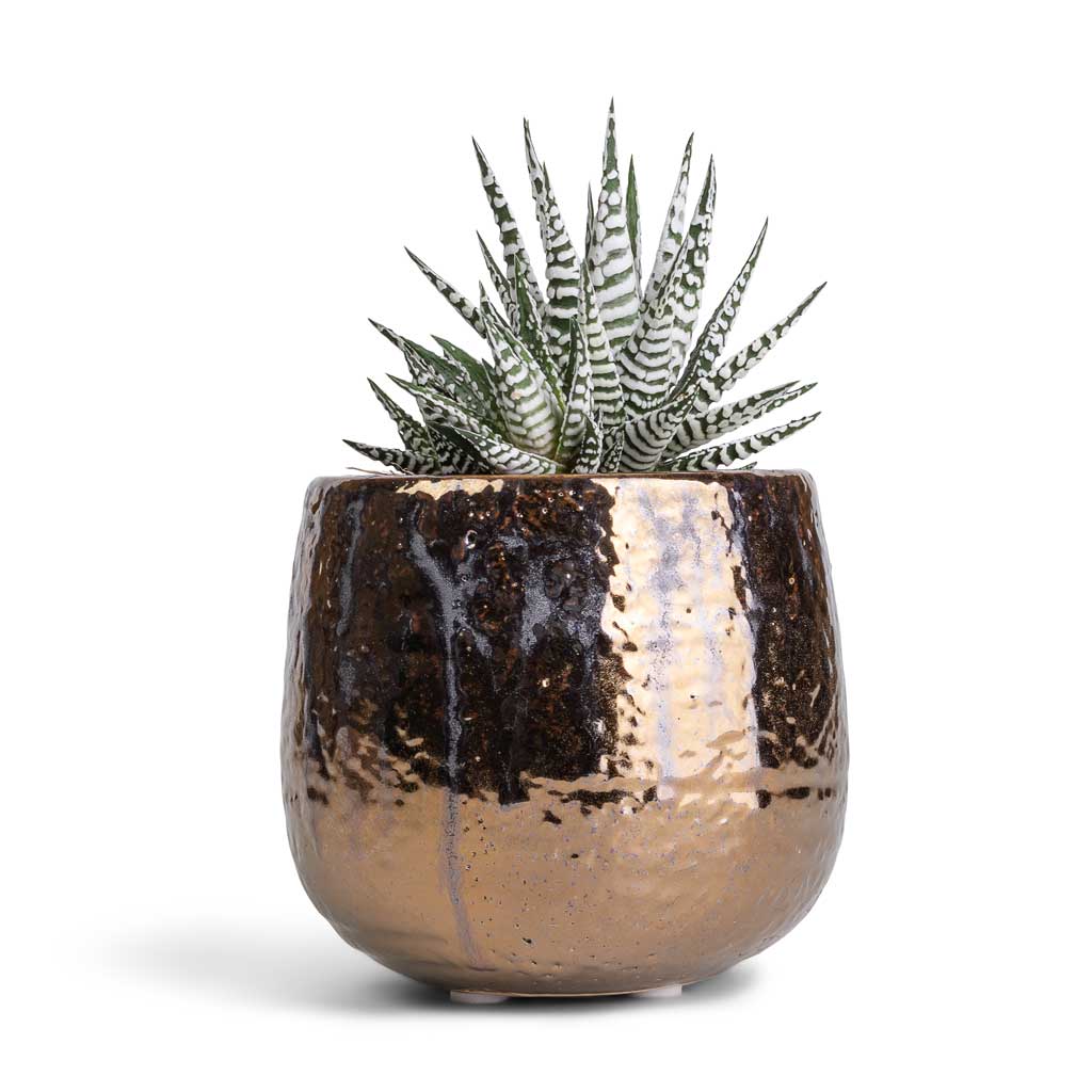 Haworthia fasciala Alba & Yvette Plant Pot - Gold