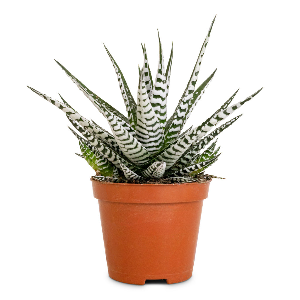 Haworthia fasciala Alba - 8 x 15cm