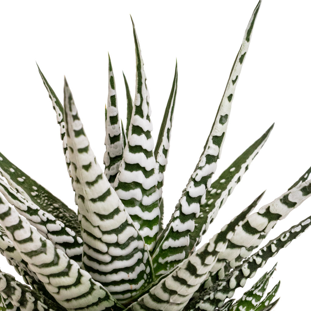 Haworthia fasciala Alba - 8x15cm In Charlie Pot Grey Washed - 10x10cm