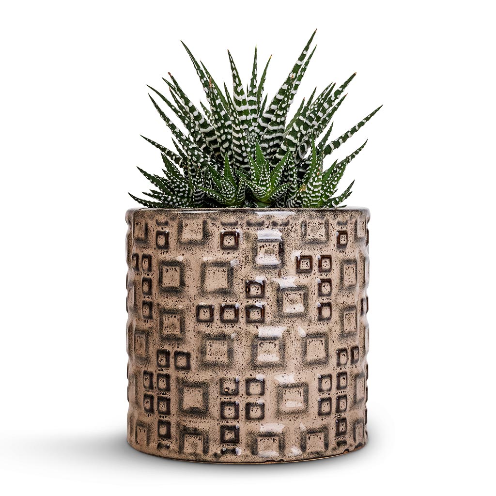 Haworthia fasciala Big Band & Fiene Plant Pot - Grey